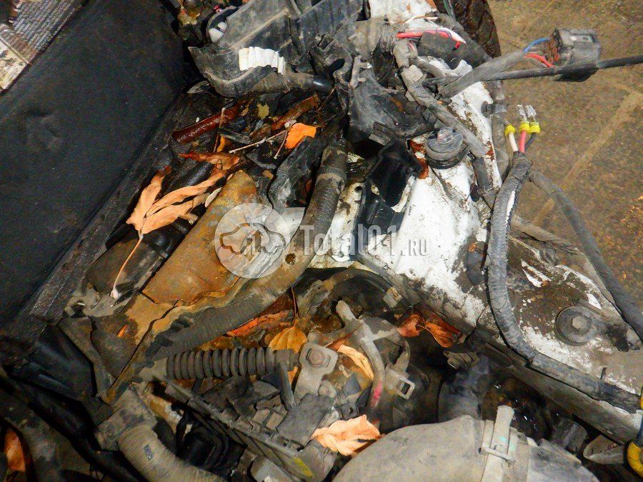 Фото Hyundai Elantra 236