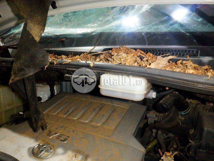 Фото Toyota Alphard 318